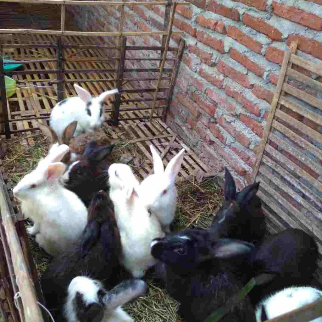 is rabbit considered poultry