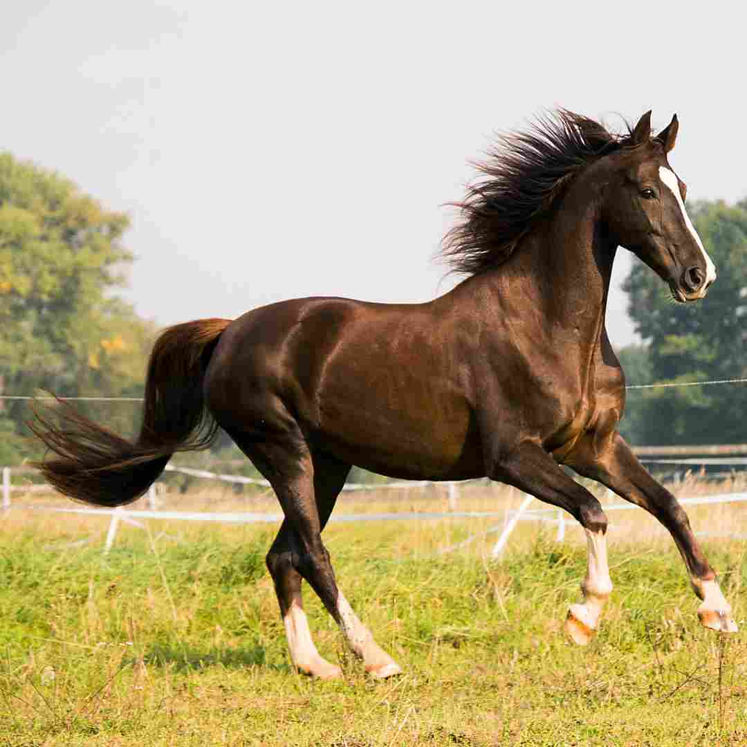 Is It Safe to Keep Rabbits and Horses Together?