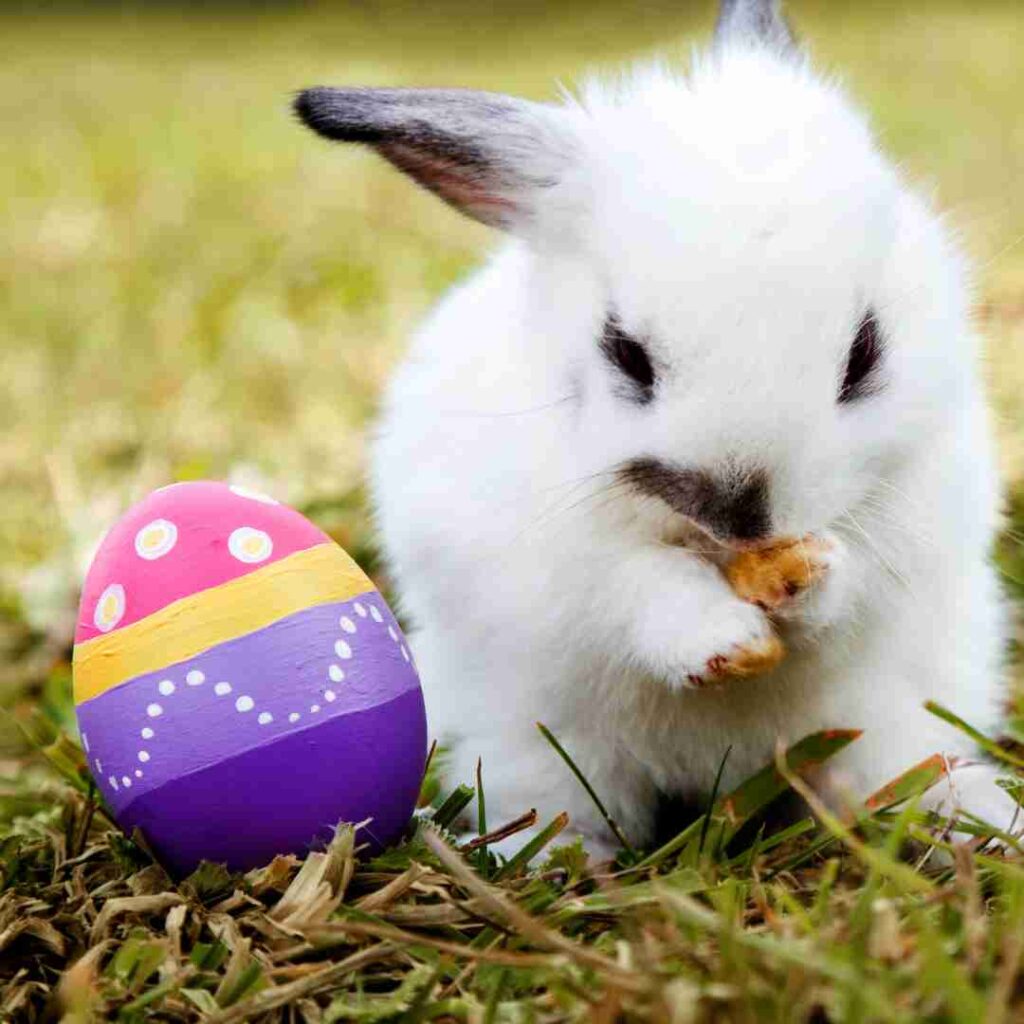 do rabbits need insurance