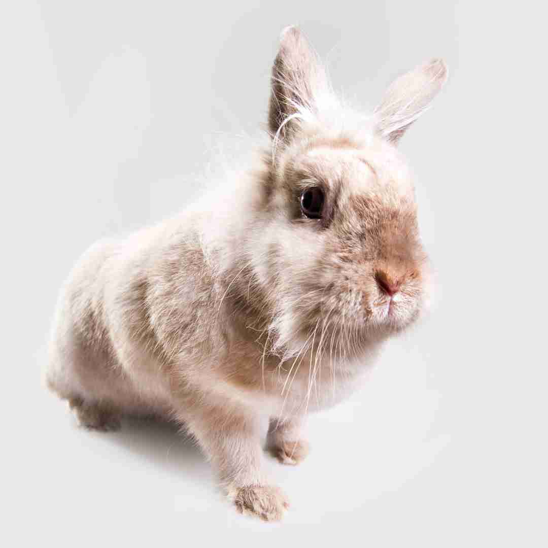 What Does Rabbit Insurance Cover? Understanding Your Policy