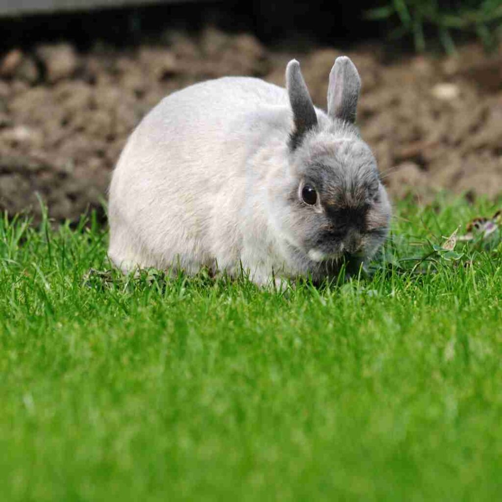 do rabbits get lonely without another rabbit