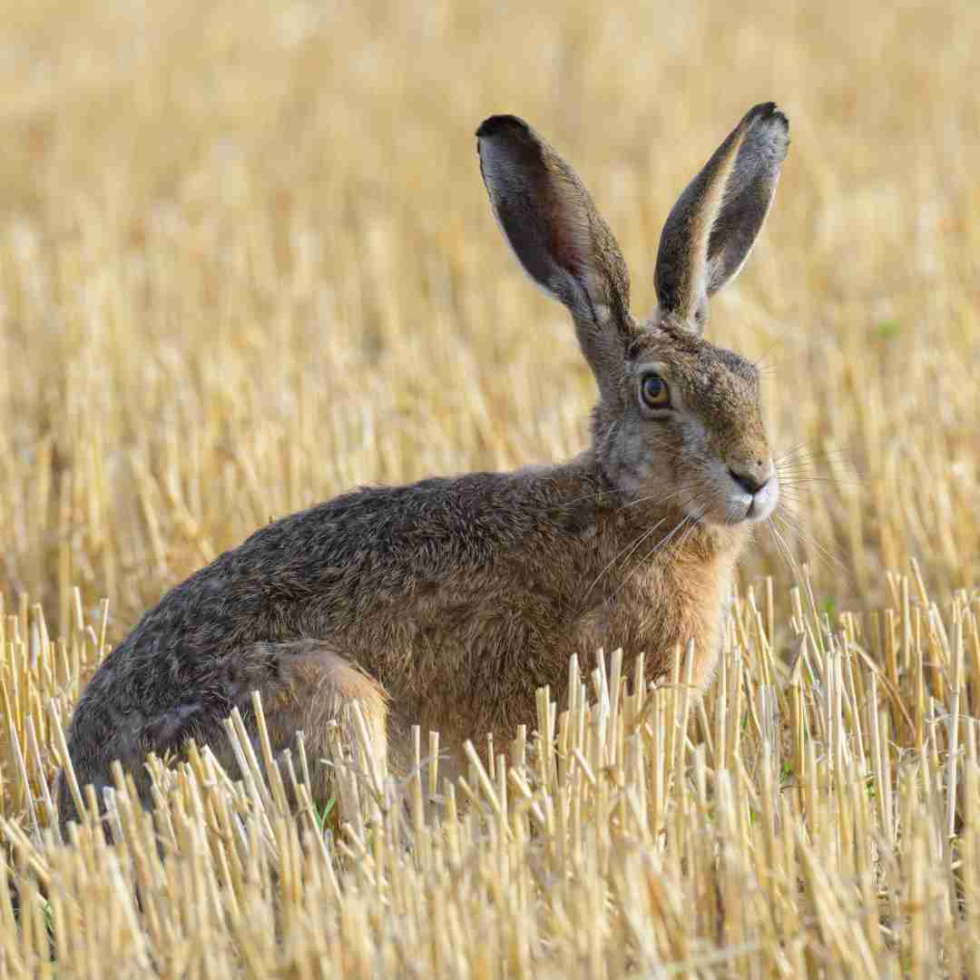 How Is Rabbit Fever Spread? Understanding the Causes and Risks