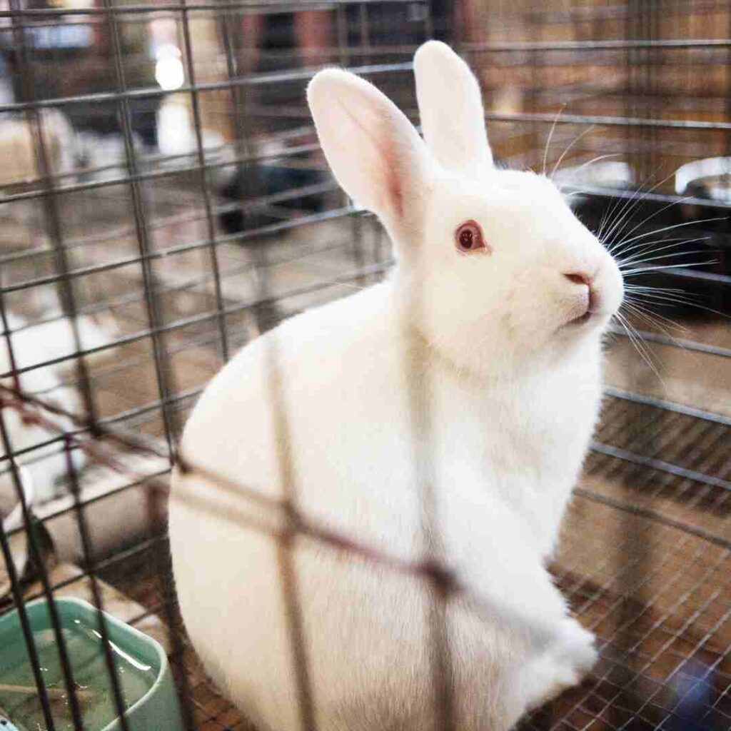 what do you need for rabbit cage