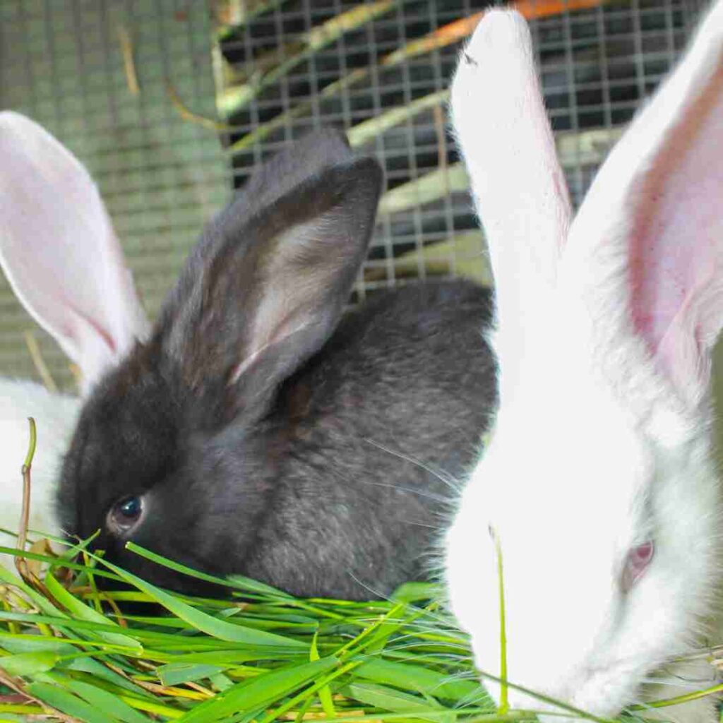 what do you use to clean a rabbit hutch