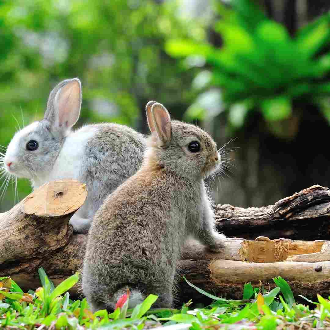 Why do I Have Rabbits in My Yard?