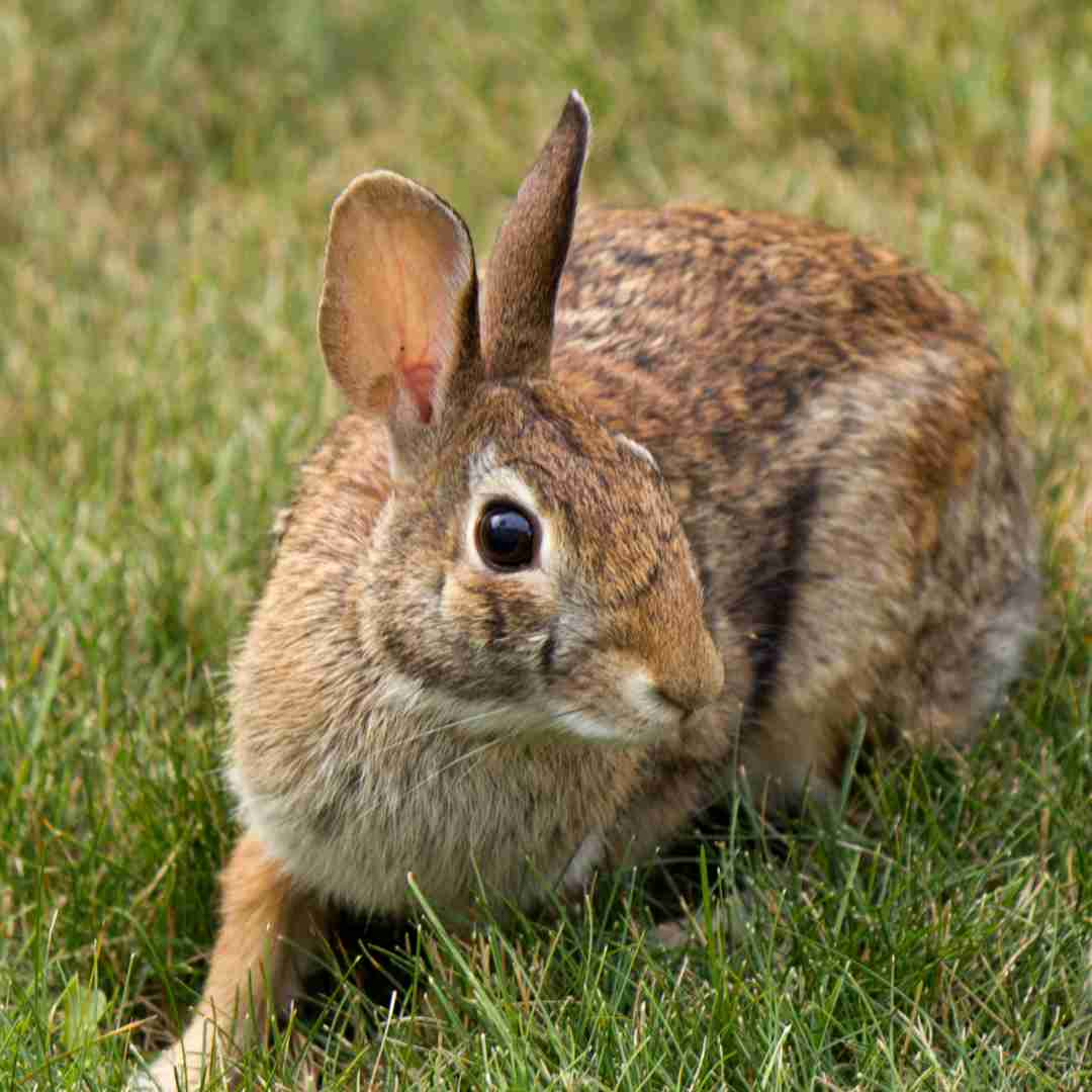 Understanding the Prohibition on Keeping Rabbits as Pets in QLD