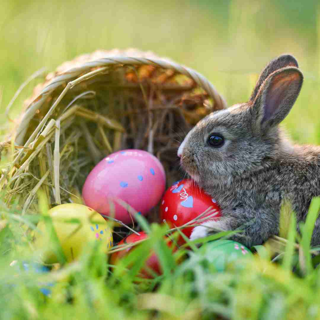 The Origin of Easter Bunnies: Why Do We Associate Rabbits with Easter