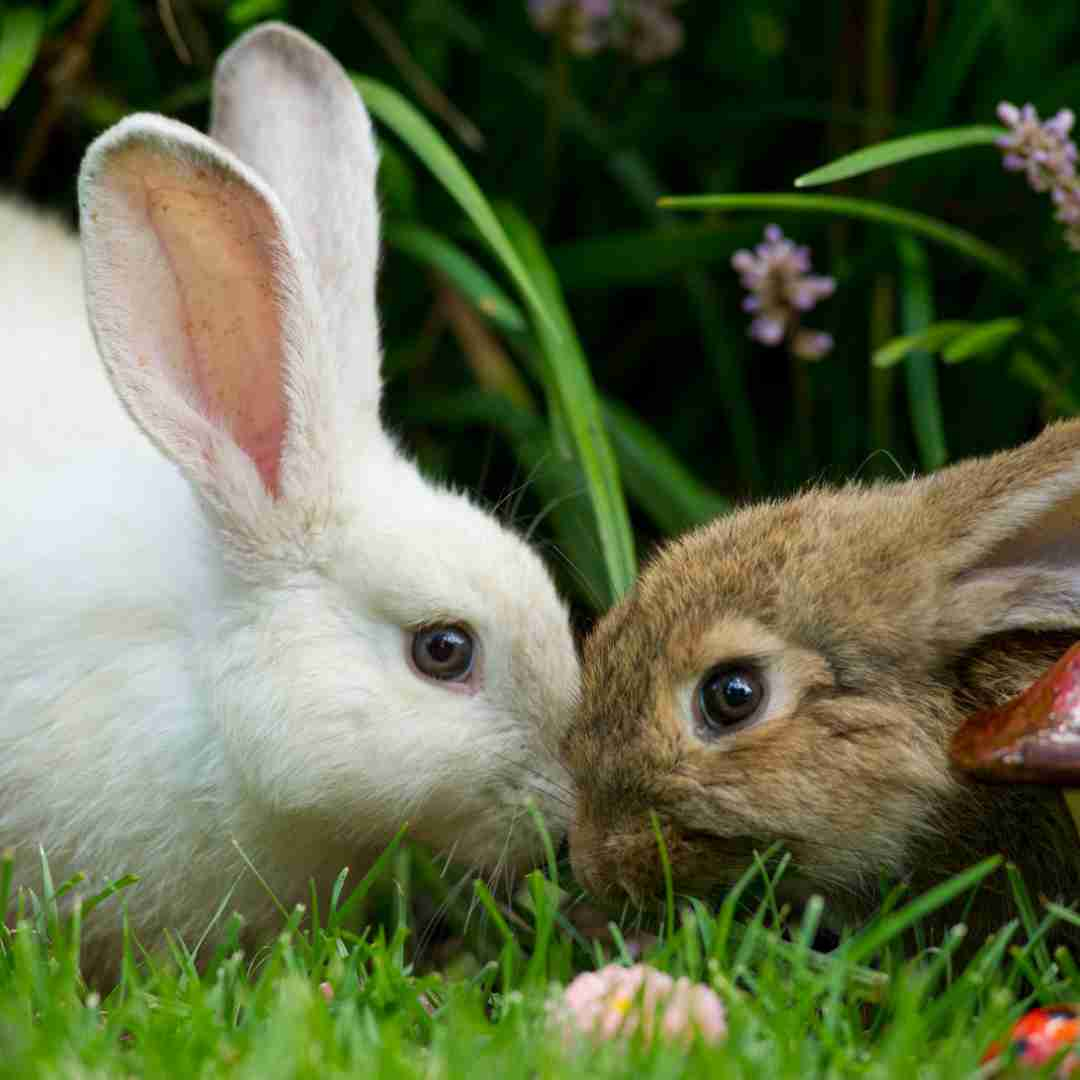 The Surprising Benefits of Rabbit Poop: Why Do You Have it in Your Yard?