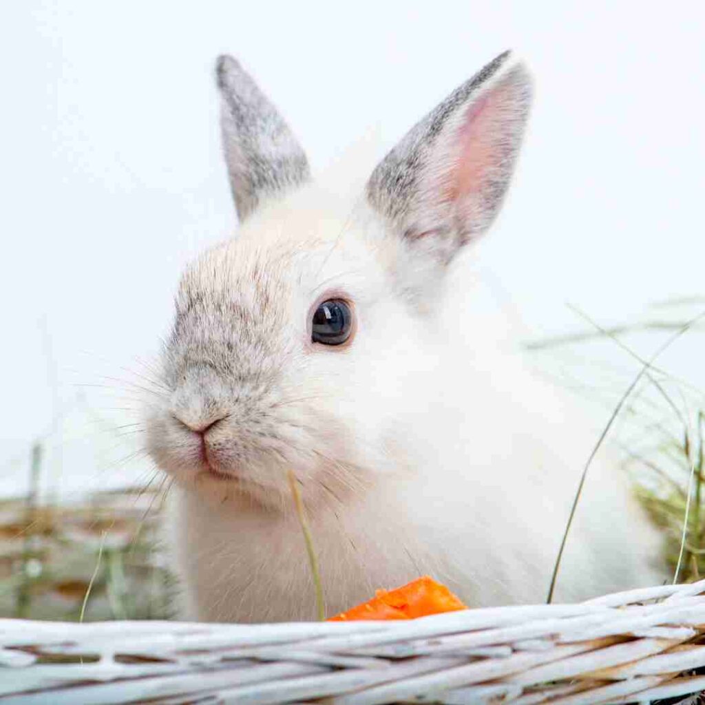 what to do with used rabbit bedding
