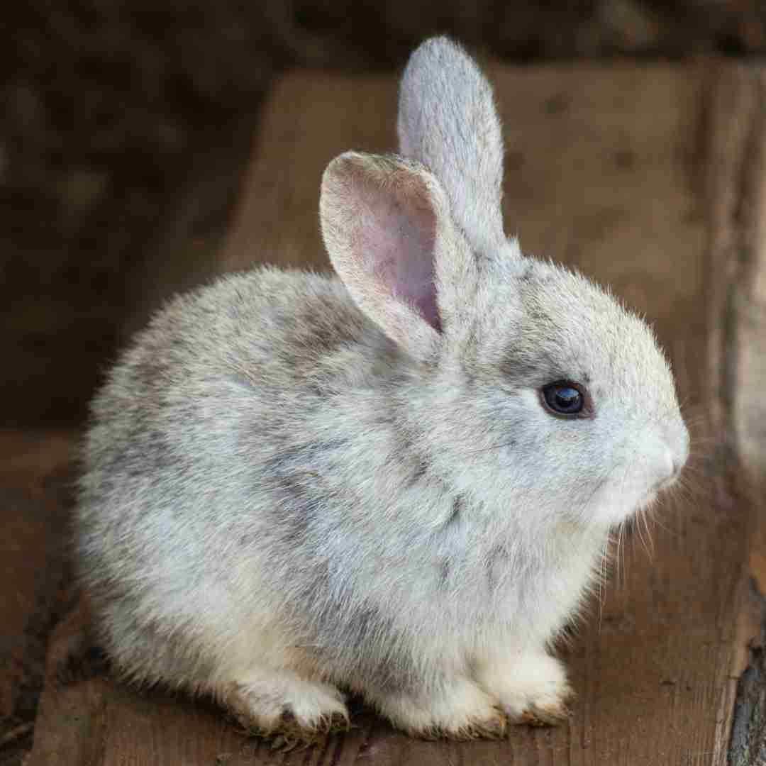 How to Know If Your Rabbit Likes You: Signs to Look Out For