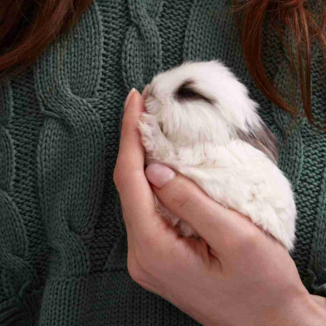 How to Know if Your Rabbit is Feeling Cold: Signs and Symptoms to Watch Out For