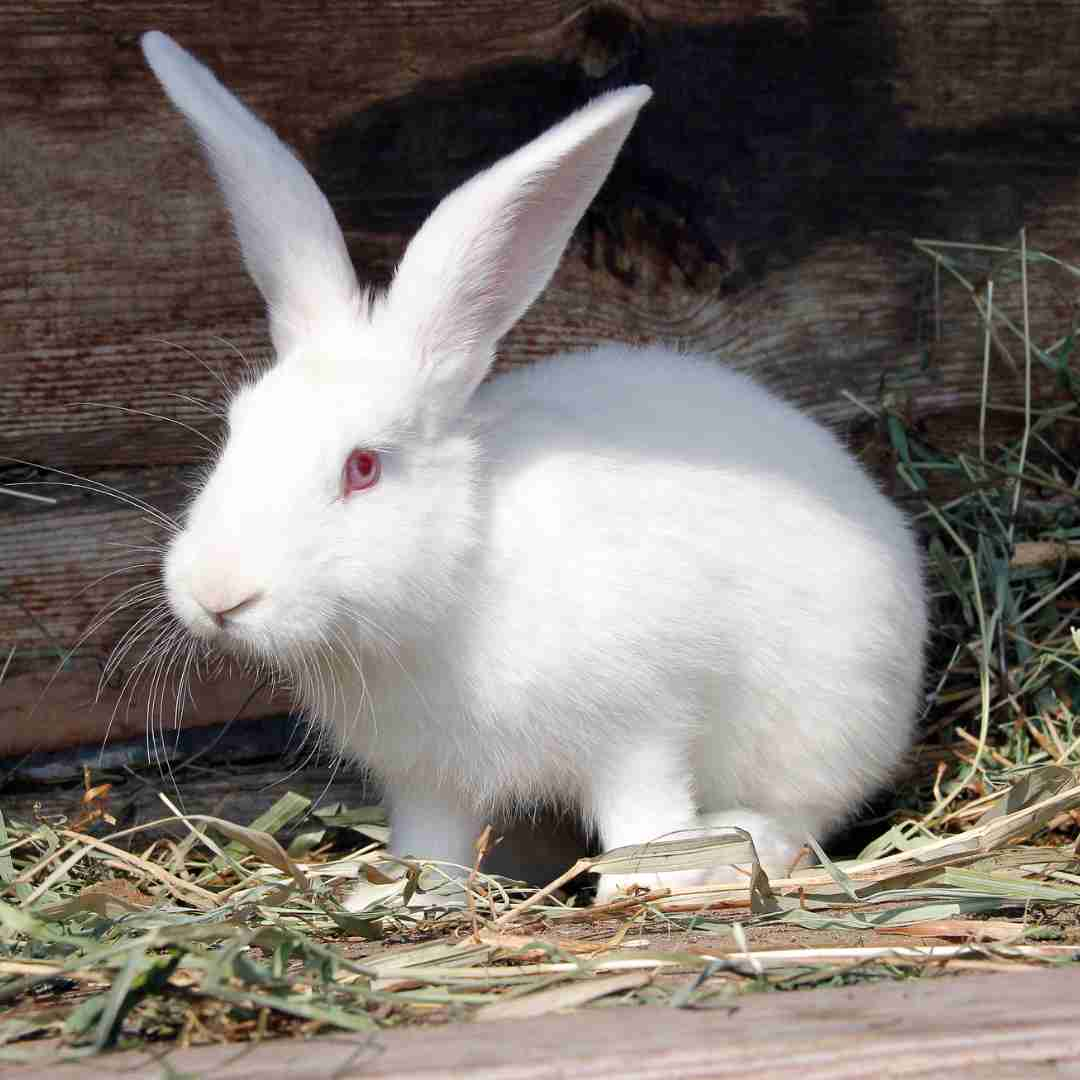 do rabbit use cat litter