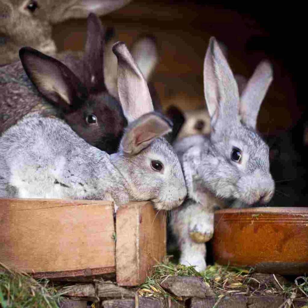 what type of cage is best for a rabbit