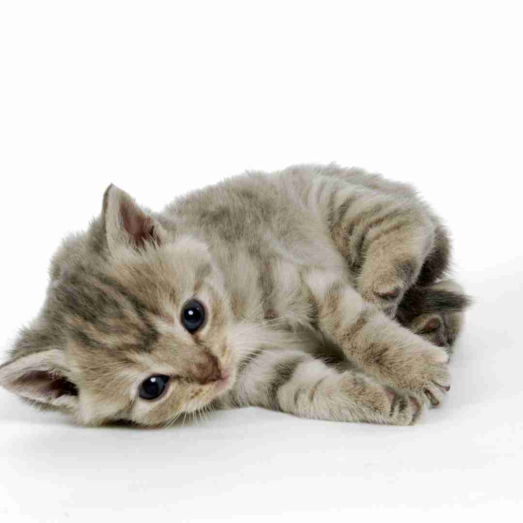The Cultural and Historical Factors Behind Why Cats Outshine Rabbits in Vietnam