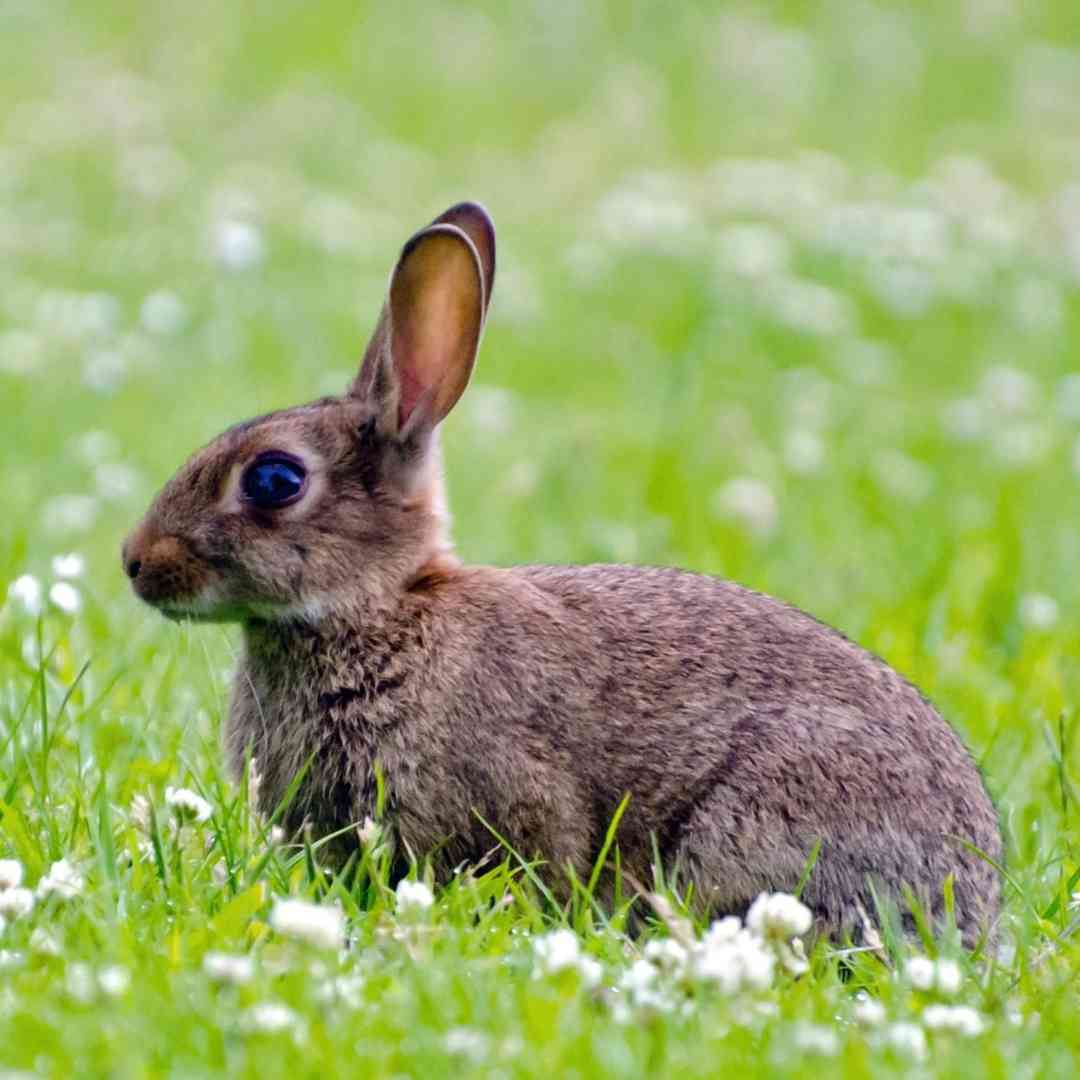 when is a rabbit too old to be neutered