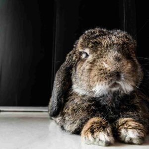 When is a Rabbit Too Old to Breed? Understanding the Risks and Considerations