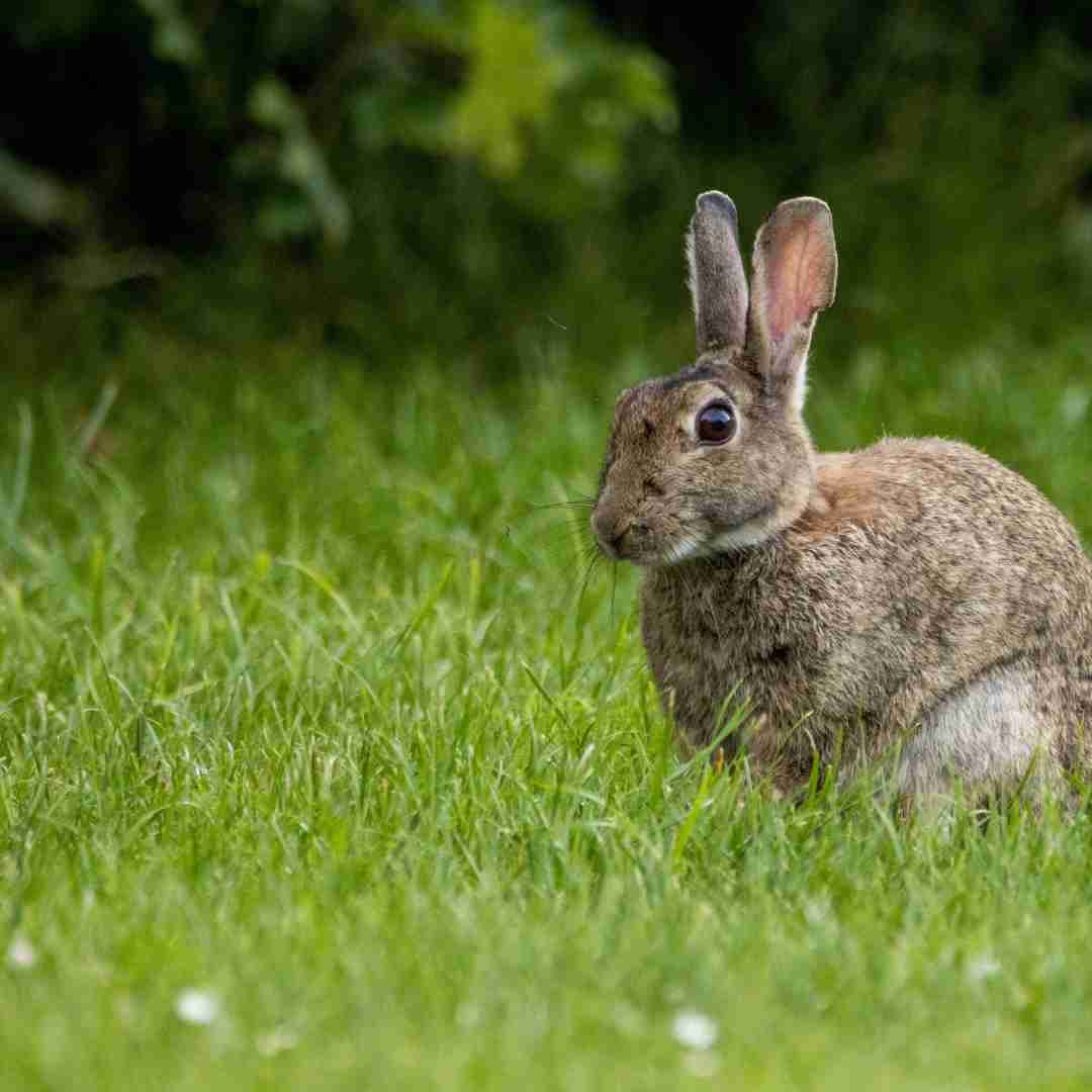 when is a rabbit too old to breed