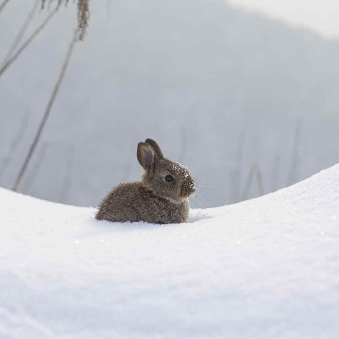 Is My Rabbit Too Cold? Signs to Look for and Tips to Keep Your Rabbit Warm
