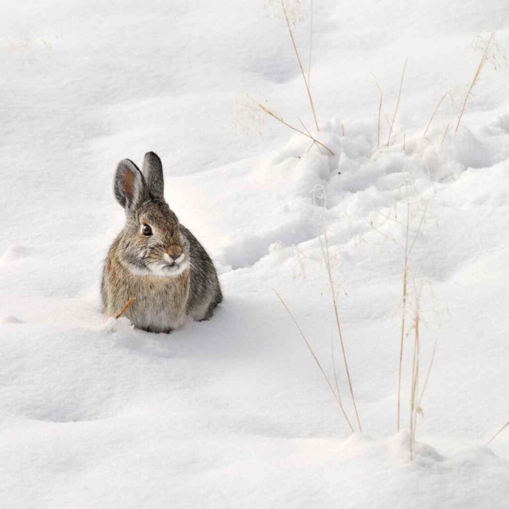 is my rabbit too cold