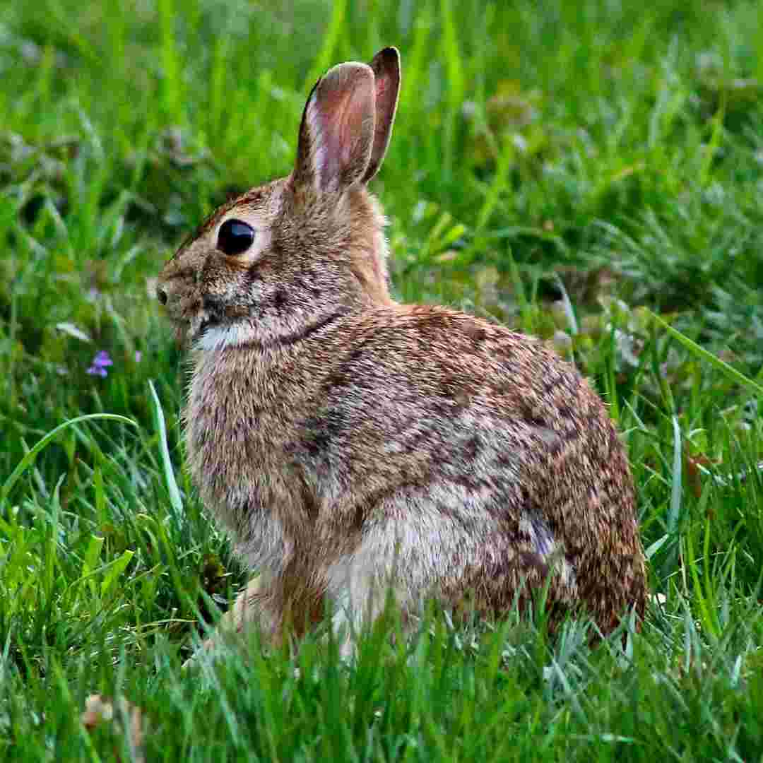 Is My Rabbit Too Old to be Spayed? Factors to Consider and Risks to Understand