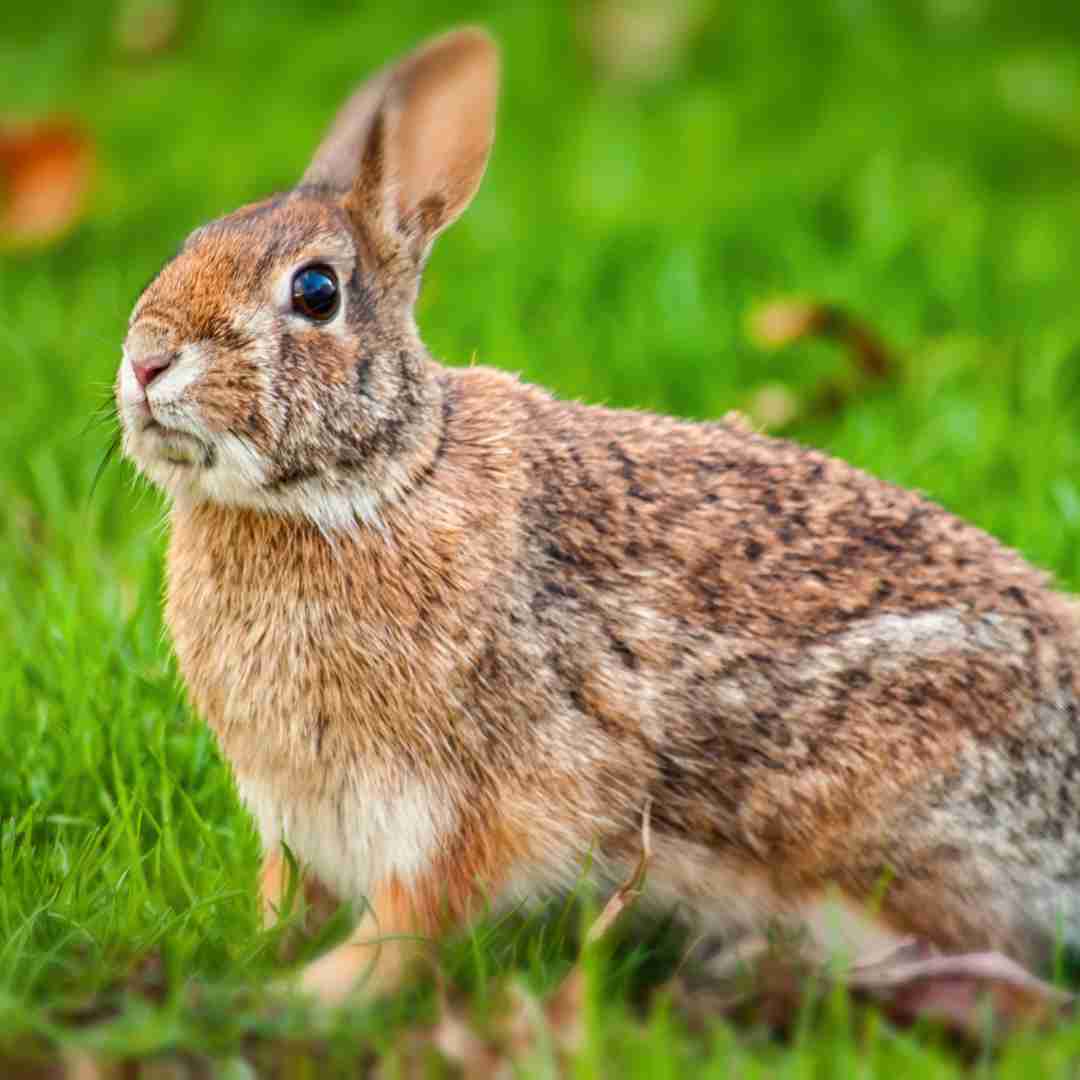Is My Rabbit Too Old to be Neutered? Factors to Consider and Risks to Understand