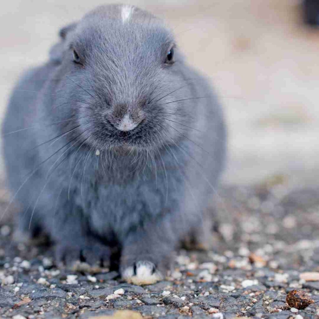 is my rabbit too hot