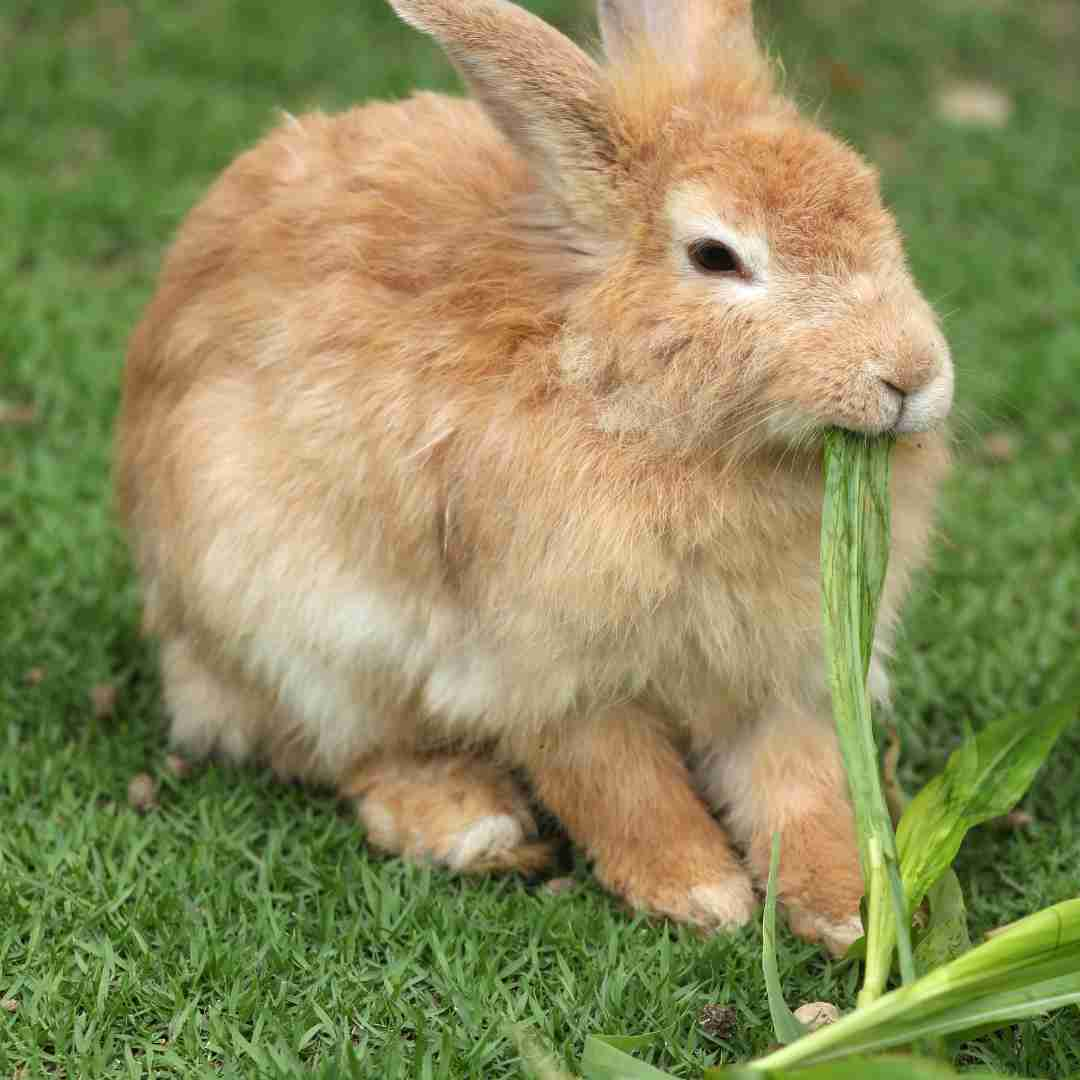 Is My Rabbit Too Skinny? Signs to Look for and Tips to Help Your Rabbit Gain Weight