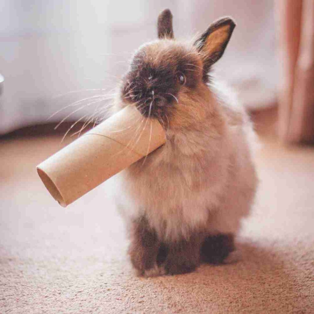 what is best rabbit toy