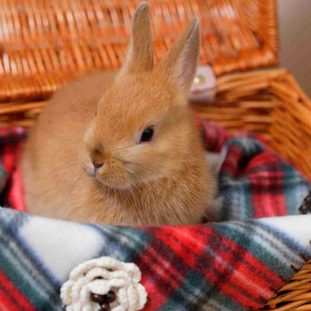 what is best rabbit bedding