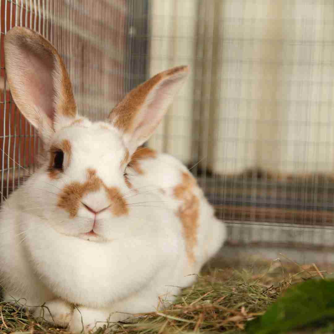 What is the Best Rabbit Bedding? A Guide to Choosing the Right Type for Your Bunny