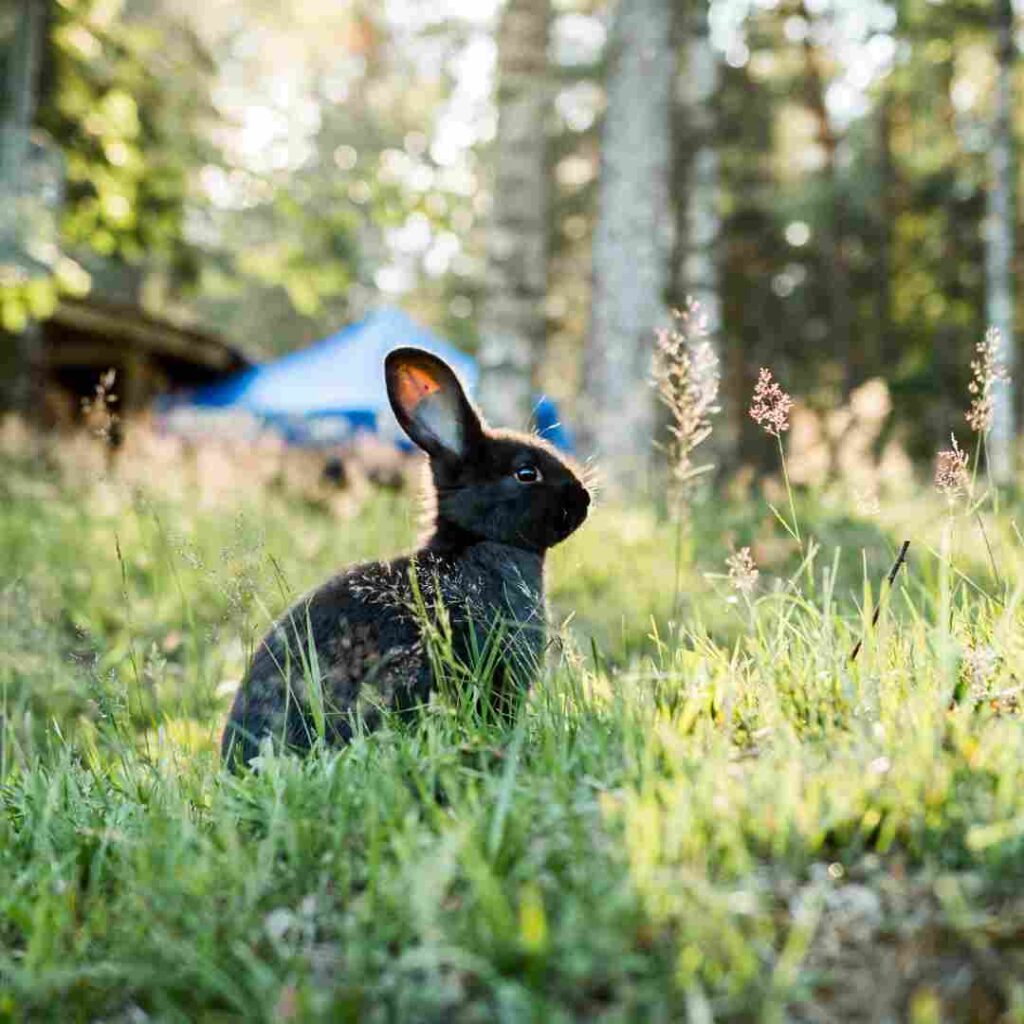 what is best rabbit repellent