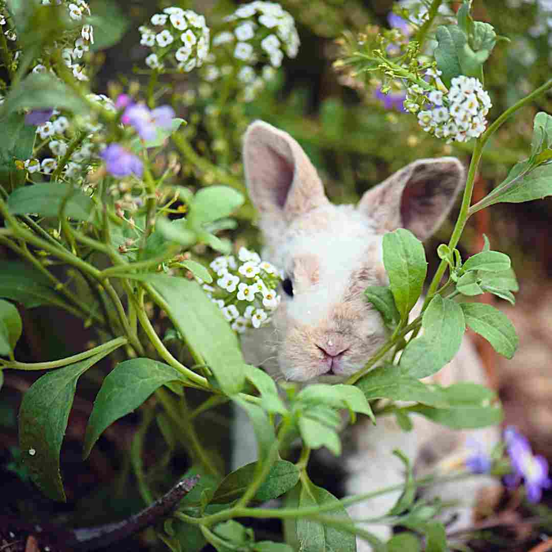 What is the Best Rabbit Repellent? Tips for Protecting Your Garden and Landscaping