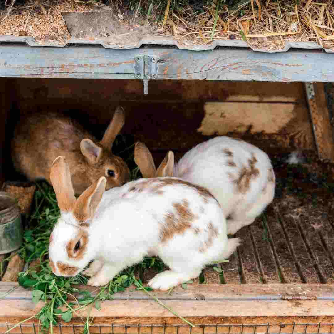 What is Healthy Rabbit Poop? Understanding Your Bunny's Digestive Health