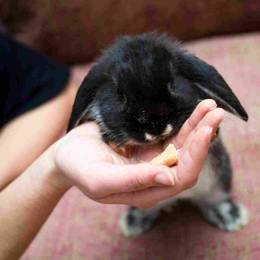 What is the Best Rabbit for a Pet? A Guide to Choosing the Right Bunny for You