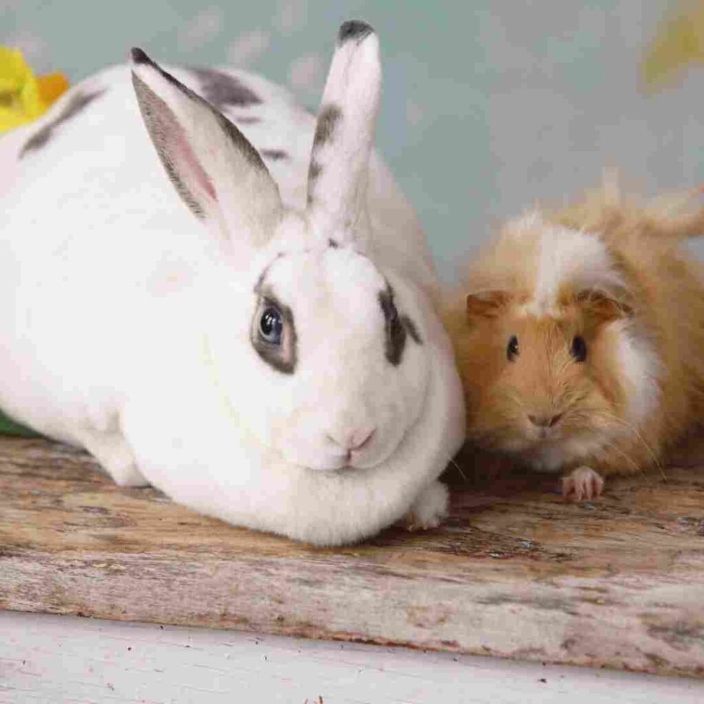 what is better rabbit or guinea pig
