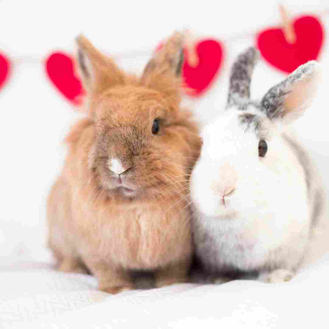 Rabbit vs Guinea Pig: Which Makes a Better Pet for You?