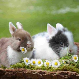 What Makes a Good Rabbit? Characteristics of Healthy and Happy Bunnies