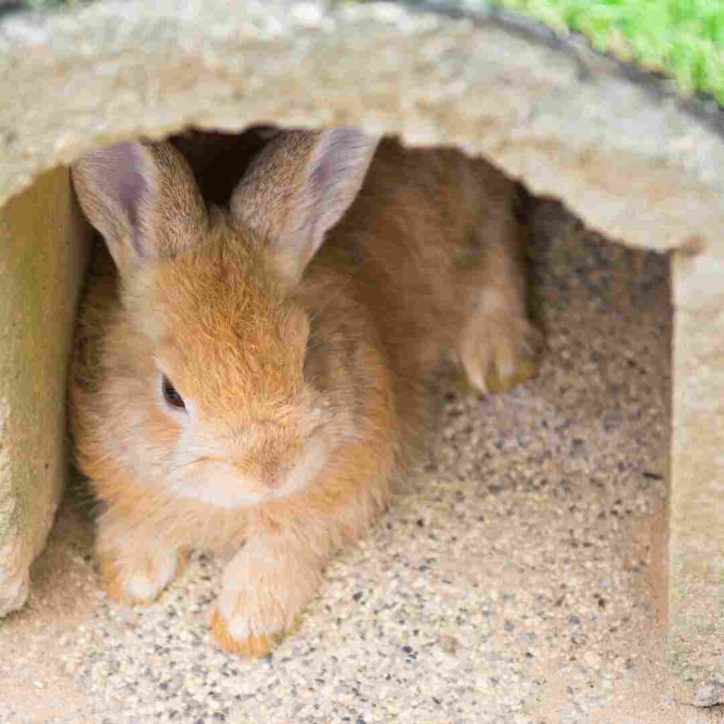 what is good rabbit bedding