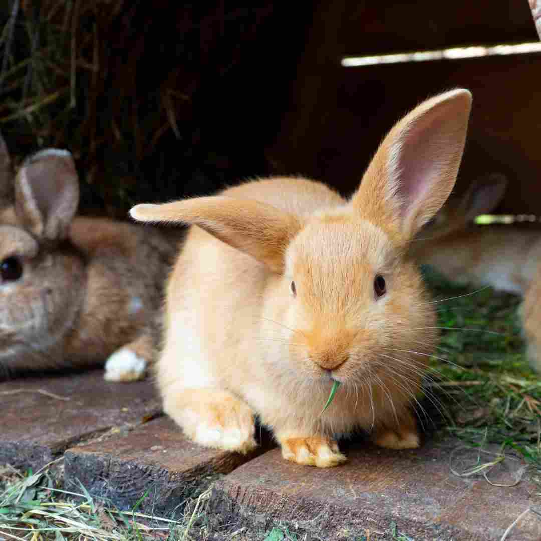 What Makes Good Rabbit Bedding? A Guide to Choosing Safe and Comfortable Bedding for Your Bunny