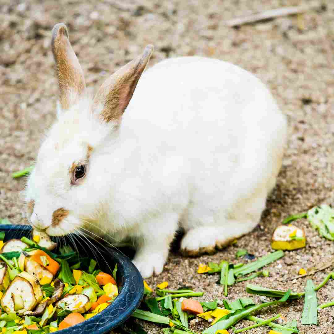 What Makes Good Rabbit Food? A Guide to Choosing the Right Diet for Your Bunny