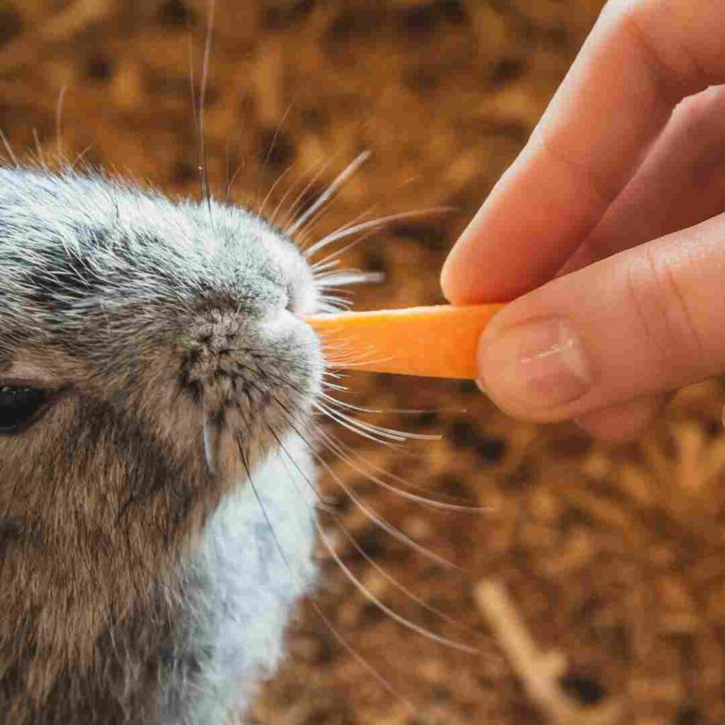 what is good rabbit food