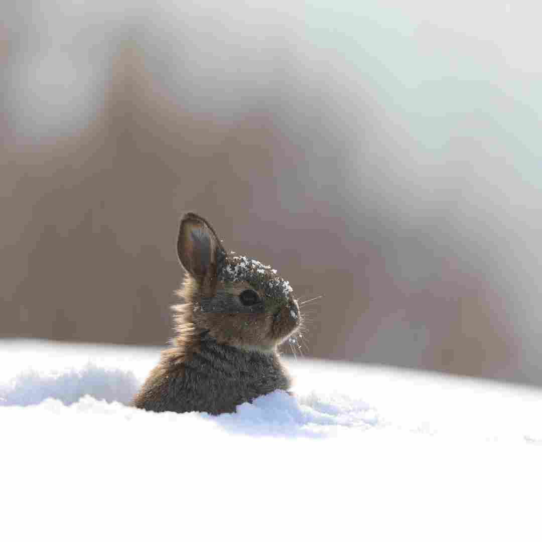 Is a Rabbit a Hare? Understanding the Differences