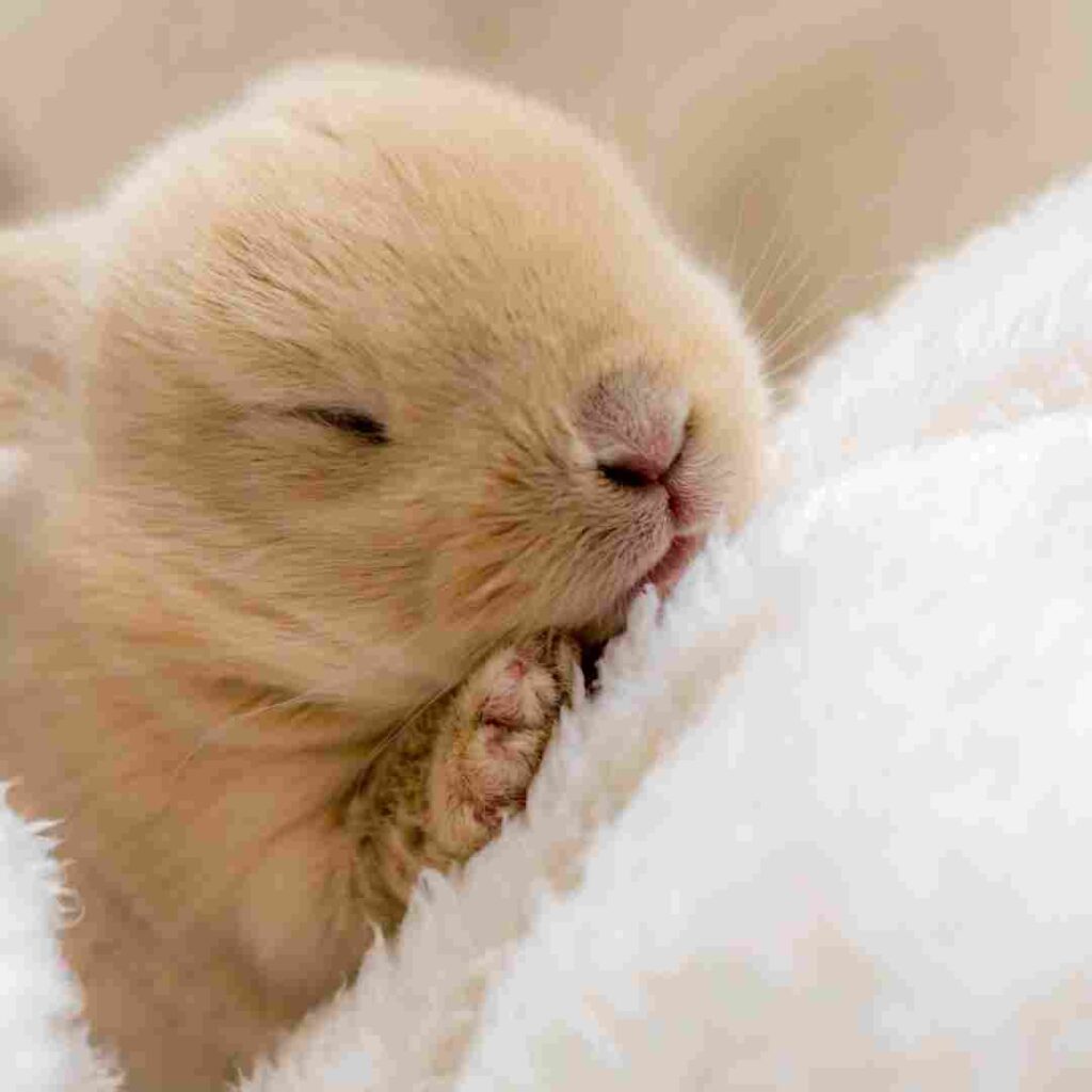are bunnies or guinea pigs better
