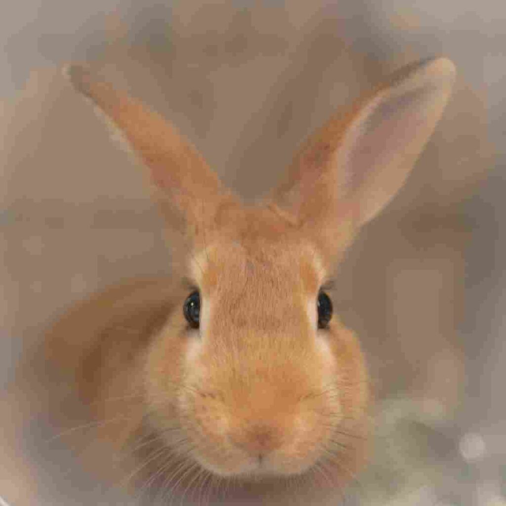 are rabbits orange