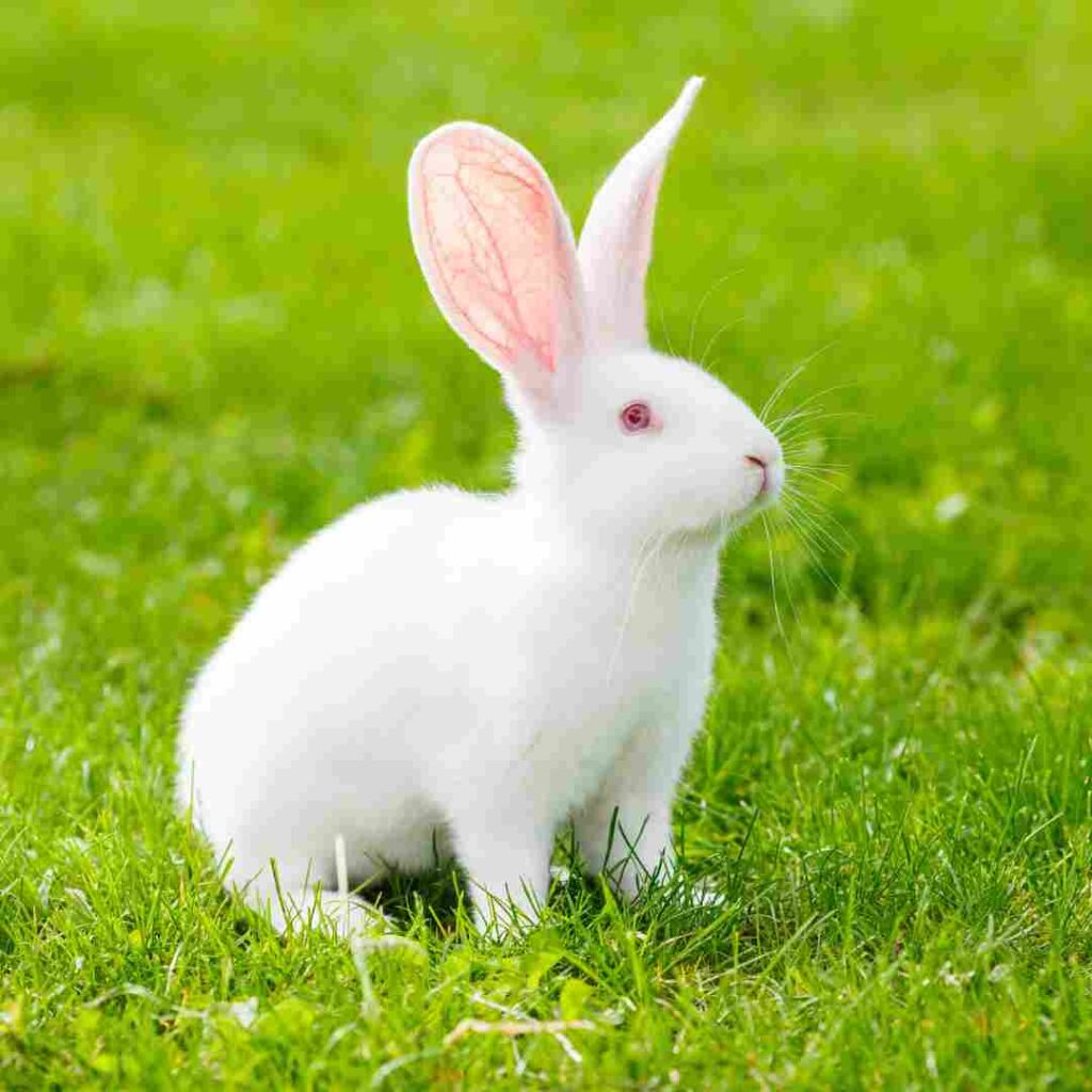why vietnamese year of cat instead of rabbit