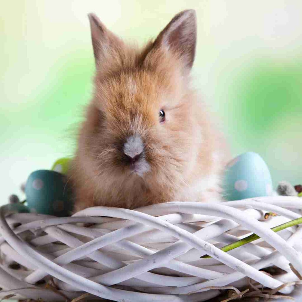 why vietnamese use cat instead of rabbit