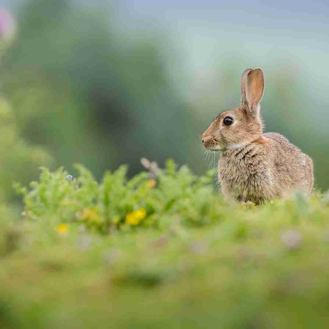 what is wrong with this rabbit