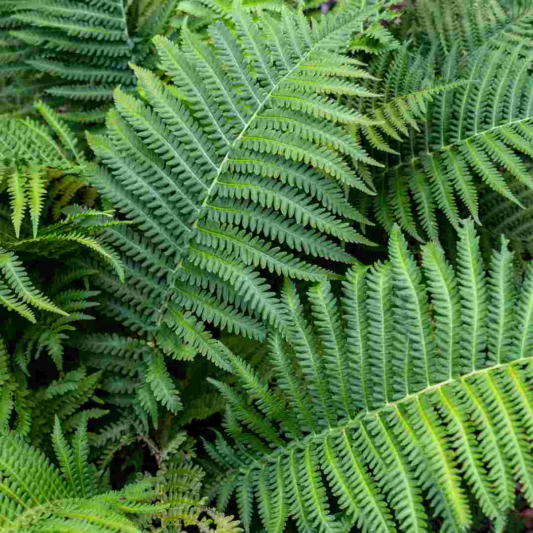 Is Rabbit Foot Fern Toxic to Cats? Understanding the Safety of Bunny-Friendly Houseplants