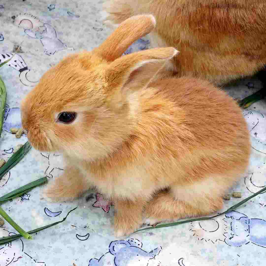 Is Rabbit Fur Ethical?