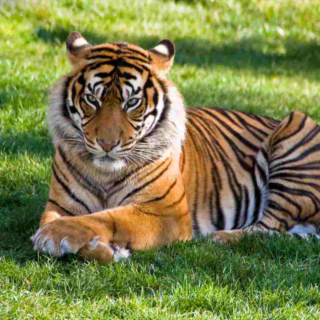 Is Rabbit Compatible with Tiger? Understanding Animal Compatibility